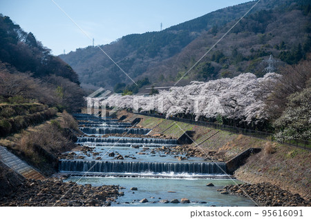 Hakone "Sakura on Miyagino Hayakawa bank" daytime Hakone "Sakura on Miyagino Hayakawa bank" daytime 95616091