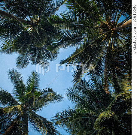 Coconut trees perspective view Coconut trees perspective view 95616546