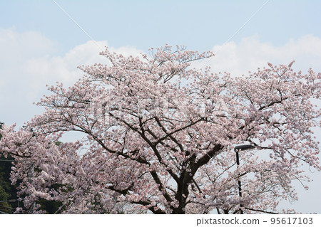 Cherry Blossoms in Sakurayama Park #41 95617103