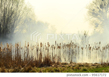 coastal zone of marsh creek, strong smoke from fire of liana overgrowth. Spring fires of dry reeds dangerously approach houses of village by river Cleaning fields of reeds, dry grass. Natural disaster coastal zone of marsh creek, strong smoke from fire of liana overgrowth. Spring fires of dry reeds dangerously approach houses of village by river Cleaning fields of reeds, dry grass. Natural disaster 95617172
