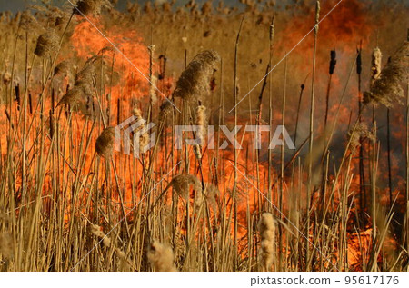 coastal zone of marsh creek, strong smoke from fire of liana overgrowth. Spring fires of dry reeds dangerously approach houses of village by river Cleaning fields of reeds, dry grass. Natural disaster coastal zone of marsh creek, strong smoke from fire of liana overgrowth. Spring fires of dry reeds dangerously approach houses of village by river Cleaning fields of reeds, dry grass. Natural disaster 95617176
