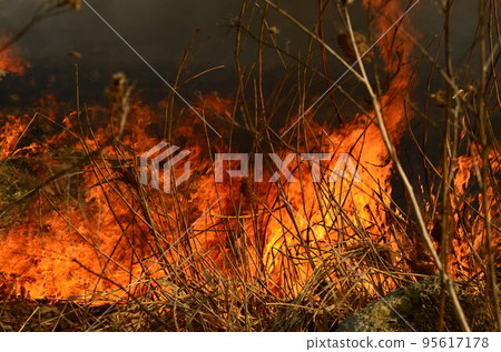 coastal zone of marsh creek, strong smoke from fire of liana overgrowth. Spring fires of dry reeds dangerously approach houses of village by river Cleaning fields of reeds, dry grass. Natural disaster 95617178
