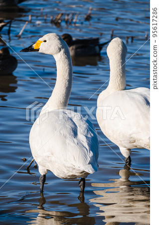 Two swans profile 95617286