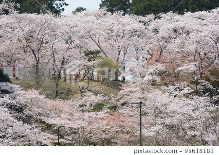 櫻花山公園#71 櫻花山公園#71 95618181