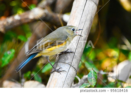 Himalayan bluetail bird wild bird female Himalayan bluetail bird wild bird female 95618416