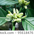 Coffee tree blossom  95618476