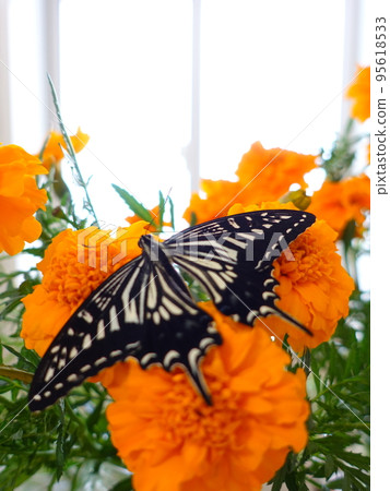 Swallowtail butterfly Swallowtail butterfly Nami swallowtail butterfly butterfly 95618533