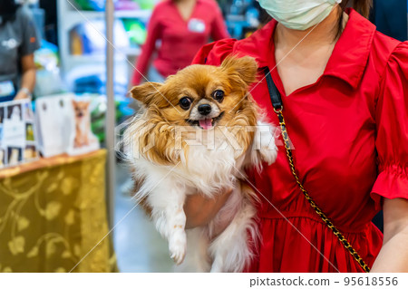 Dog in hand Dog in hand 95618556