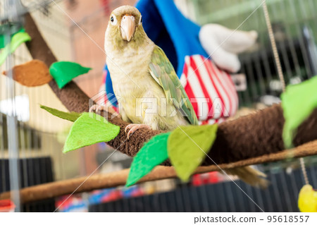 Green-cheeked parakeet 95618557