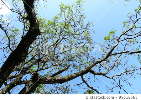 苦楝 苦楝 95618563