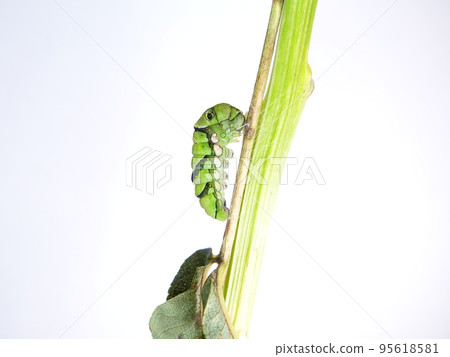 Caterpillar caterpillar larva swallowtail swallowtail prepupa 95618581