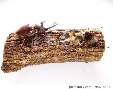 Rhinoceros beetle stag beetle stag beetle summer vacation child 95618595