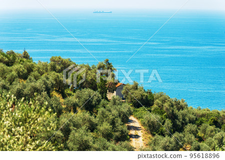 Olive Orchard on the Coast of Gulf of La Spezia - Liguria Italy 95618896