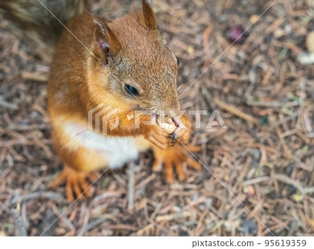 Squirrel in autumn or spring with nut on the green grass with fallen yellow leaves 95619359