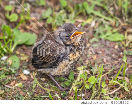 A fieldfare chick, Turdus pilaris, has left the nest and sitting on the spring lawn. A fieldfare chick sits on the ground and waits for food from its parents. 95619362
