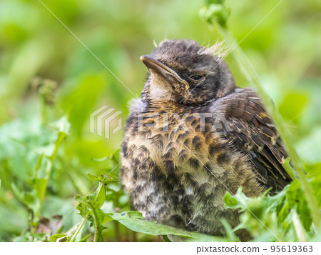 A fieldfare chick, Turdus pilaris, has left the nest and sitting on the spring lawn. A fieldfare chick sits on the ground and waits for food from its parents. 95619363