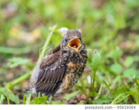 A fieldfare chick, Turdus pilaris, has left the nest and sitting on the spring lawn. A fieldfare chick sits on the ground and waits for food from its parents. 95619364