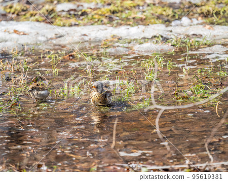Thrush takes a bath in a puddle. The bird swims in the water Thrush takes a bath in a puddle. The bird swims in the water 95619381
