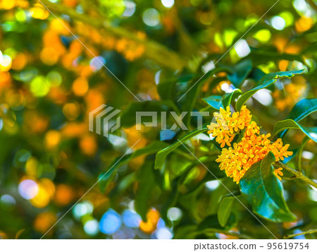 金木生之花 95619754