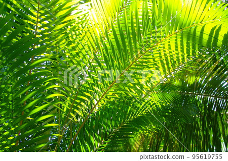 發光的葉子和陽光熱帶植物（7 月）檳榔棕櫚 06 95619755
