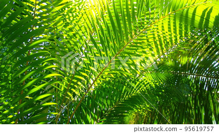 發光的葉子和陽光熱帶植物（7 月）檳榔棕櫚 06H16.9 95619757