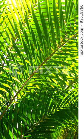 發光的葉子和陽光熱帶植物（七月）檳榔棕櫚 06V9.16 95619760