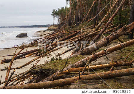 The devastation after the storm. Collapsed sea shores. Fallen damaged forest. Consequences of the sea storm. The devastation after the storm. Collapsed sea shores. Fallen damaged forest. Consequences of the sea storm. 95619835