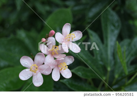 Light pink flowers and droplets on petal of Cotton Leaved blooming. Light pink flowers and droplets on petal of Cotton Leaved blooming. 95620581