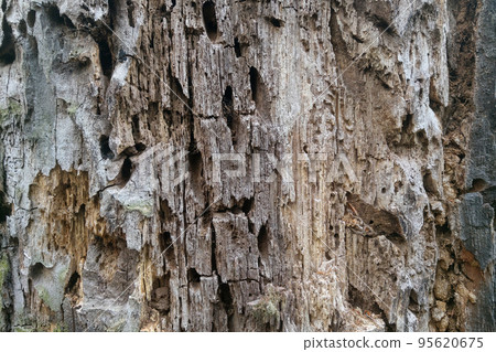 Close-up of the trunk of a tree eaten by insects. 95620675