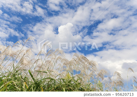 [秋天圖片] 蒲葦和藍天 95620713