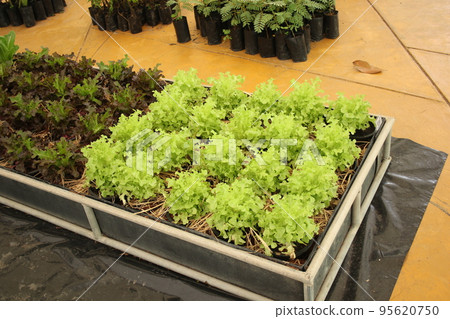 Green oak crop in box. Green oak crop in box. 95620750