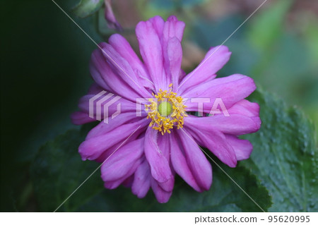 日本秋季公園盛開的粉色雙花海葵花 95620995