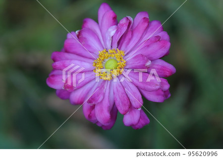 日本秋季公園盛開的粉色雙花海葵花 95620996