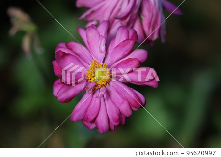 Pink double-flowered anemone flowers blooming in an autumn park in Japan 95620997