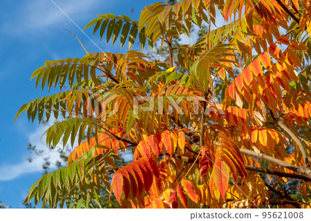 Autumn red and yellow colors of the Rhus typhina, Staghorn sumac 95621008