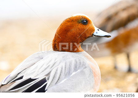 鴨子，水禽，野鳥，鳥類，蘇原公園 95621056