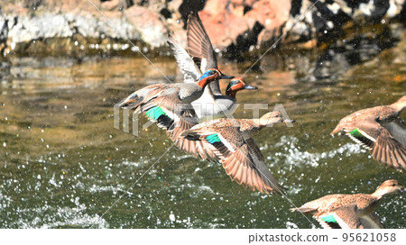 鴨子,水禽,野鳥,鳥類,蘇原公園 鴨子,水禽,野鳥,鳥類,蘇原公園 95621058