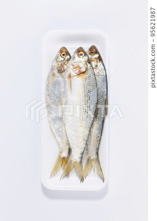 take out box and gizzard shad fish take out box and gizzard shad fish 95621987