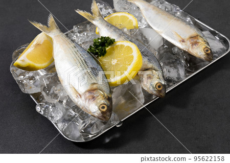 ice and gizzard shad fish ice and gizzard shad fish 95622158