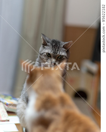 Two cats glaring at each other Two cats glaring at each other 95622182