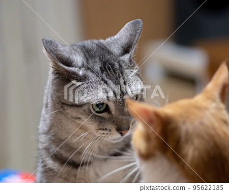 兩隻貓互相怒目而視 95622185