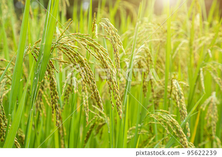 Jasmine rice field, Close up yellow rice seed ripe and green leaves Jasmine rice field, Close up yellow rice seed ripe and green leaves 95622239