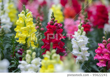 Beautiful snapdragon flowers blooming in spring day. Antirrhinum majus Beautiful snapdragon flowers blooming in spring day. Antirrhinum majus 95622241