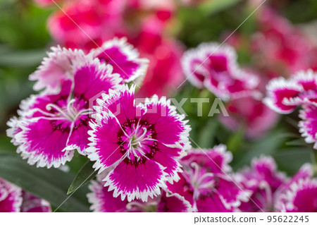 Bright Sweet William flowers Dianthus barbatus flowering in a garden. Dianthus flowers (Dianthus spp.) Bright Sweet William flowers Dianthus barbatus flowering in a garden. Dianthus flowers (Dianthus spp.) 95622245