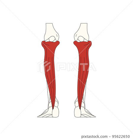 human anatomy drawing_soleus muscle human anatomy drawing_soleus muscle 95622650