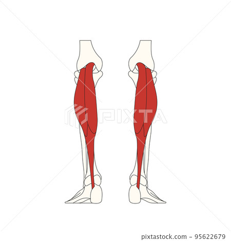 human anatomy drawing_gastrocnemius muscle 95622679
