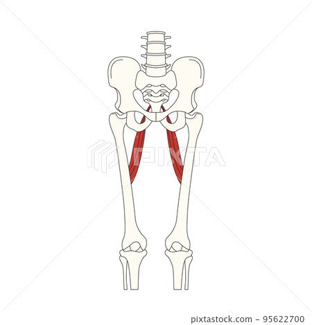 human anatomy drawing_long adductor muscle 95622700