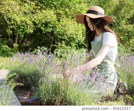 Young woman cutting bunches of lavender 95622917