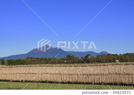 Golden rice and the Kirishima mountain range 95623072