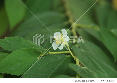 White flower of Jamaican Cherry is blooming on branch. White flower of Jamaican Cherry is blooming on branch. 95623388